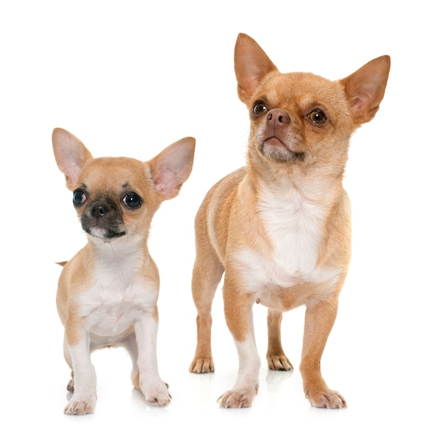 大人と子犬のショートヘアのチワワ