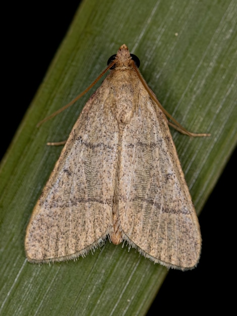 Photo adult pyralid snout moth of the family pyralidae