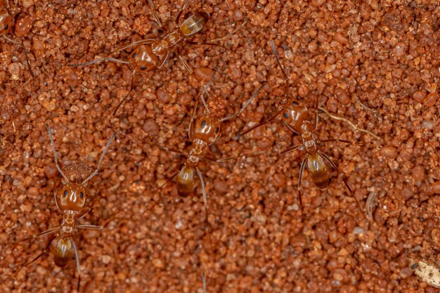 Adult Pyramid Ants of the Genus Dorymyrmex