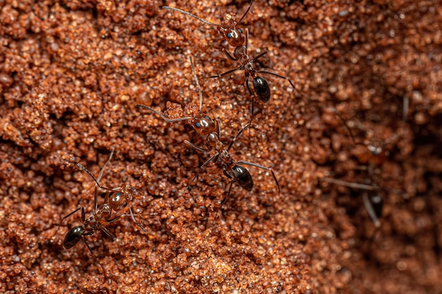 Adult Pyramid Ants