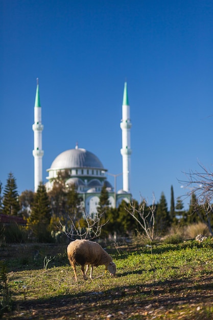 An adult ram eats grass on the lawn against the backdrop of a Muslim mosque Muslim religion and traditions