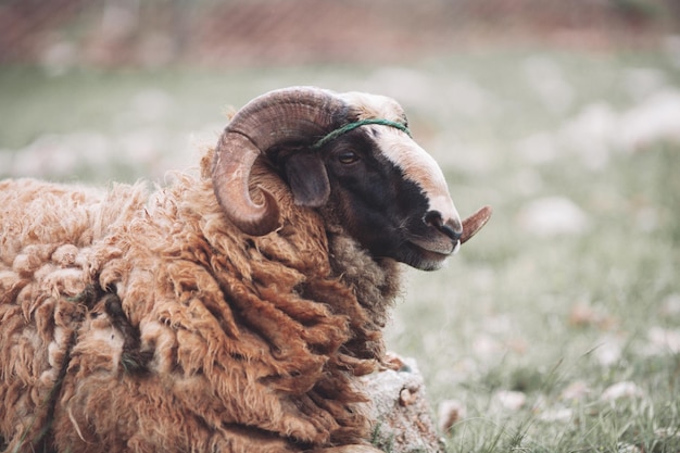 An adult ram with curled horns spoils in the pasture