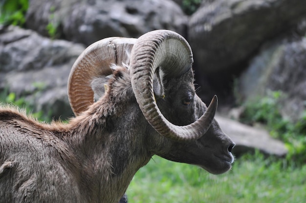 Photo adult ram with horns