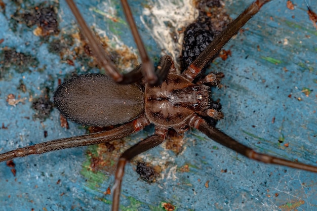 Adult Recluse Spider of the Genus Loxosceles