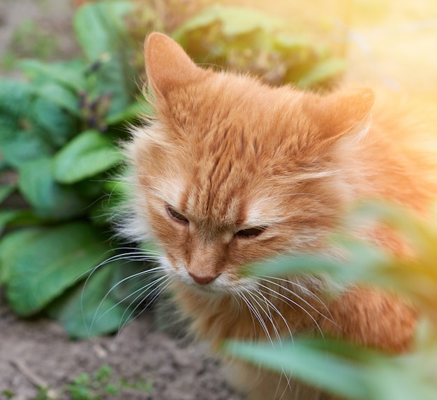 通りに座っている大人の赤い猫、頭を下に