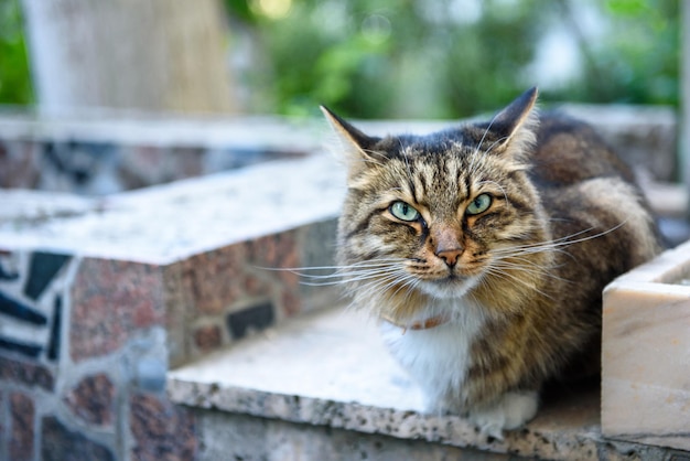 猫のクローズアップの庭の肖像画に座っている大人の赤い猫