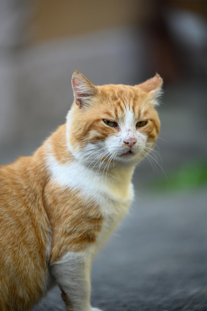 Adult red cat white cat sits on the street