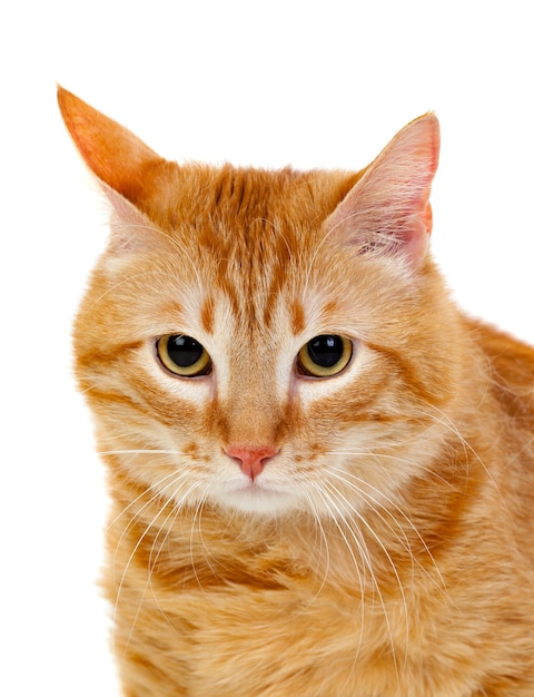 Adult red cat 