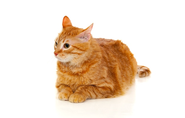 Adult red cat 