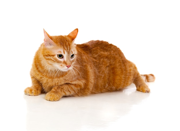 Adult red cat 