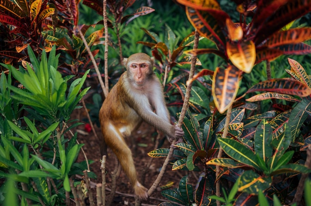 Adult red face monkey Rhesus macaque in tropical nature park of Hainan, China. Cheeky monkey in the natural forest area. Wildlife scene with danger animal. Macaca mulatta copyspace