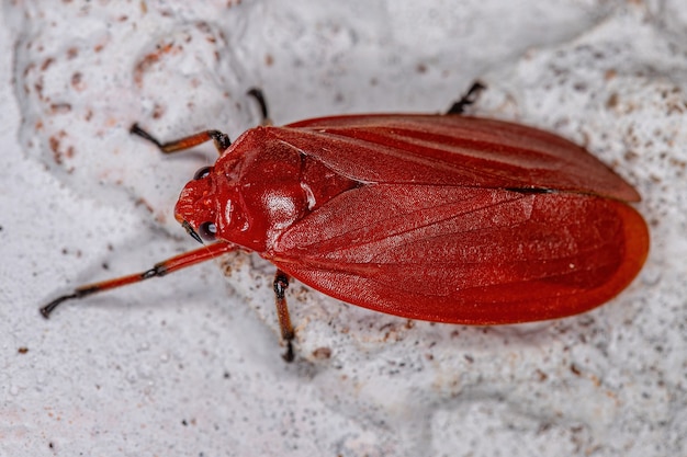 写真 コガシラアワフ科の成虫アワフキムシ昆虫