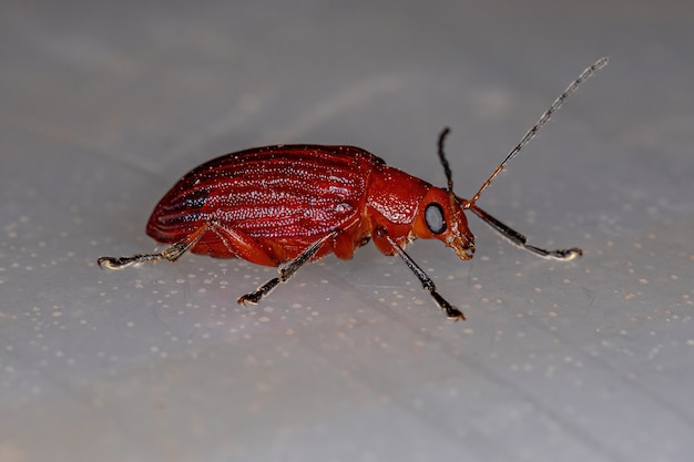 Adult Red Leaf Beetle of the Subfamily Eumolpinae