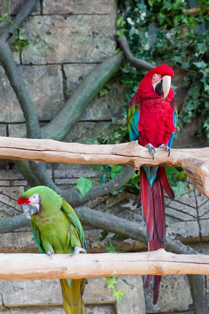 Adult red macaw parrot on a branch