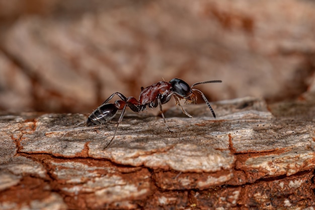 Взрослый муравей Red Twig из рода Pseudomyrmex