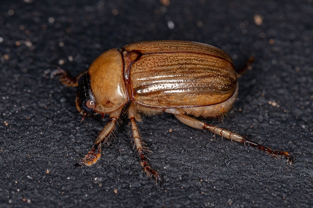 Dynastinae亜科の成虫カブトムシ