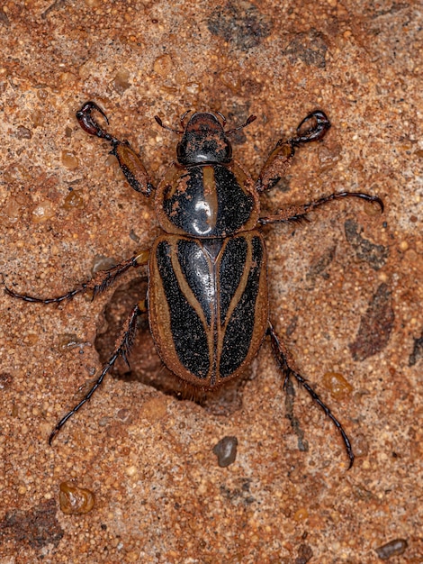 Adult Rhinoceros Beetle of the Subfamily Dynastinae