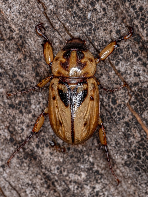 Foto scarabeo rinoceronte adulto della sottofamiglia dynastinae