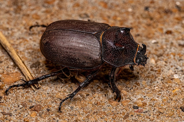 Photo adult rhinoceros beetle