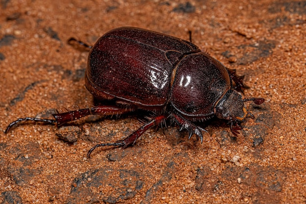 Adult Rhinoceros Beetle