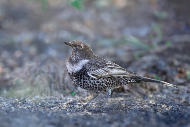 사진 성인 반지 오젤 turdus torquatus는 다양한 종류의 배경에서 바닥에 앉아서 근접 촬영