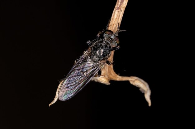 Adult Robber Fly of the Tribe Atomosiini