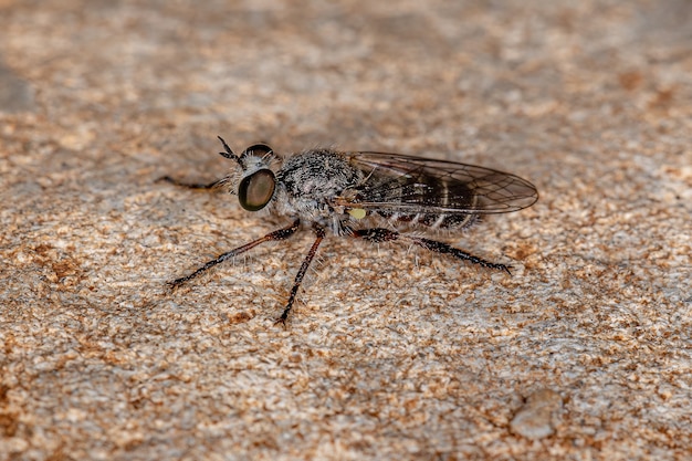 Adult Robber Fly of the Tribe Atomosiini