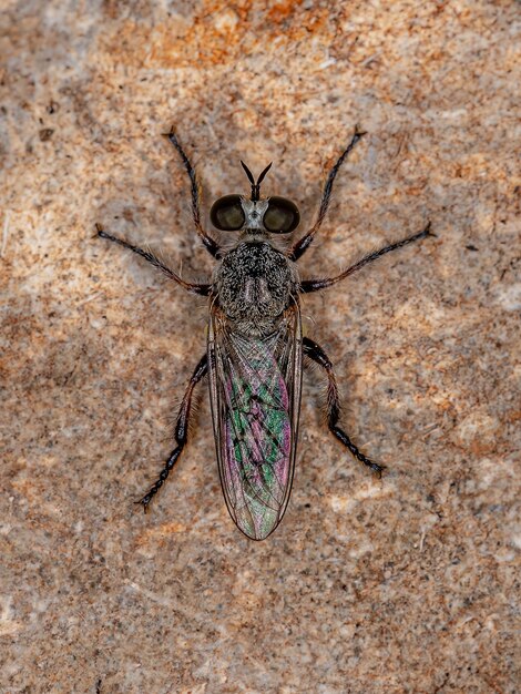 Adult Robber Fly of the Tribe Atomosiini