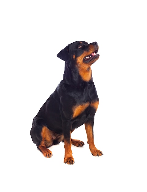 Cane adulto di rottweiler