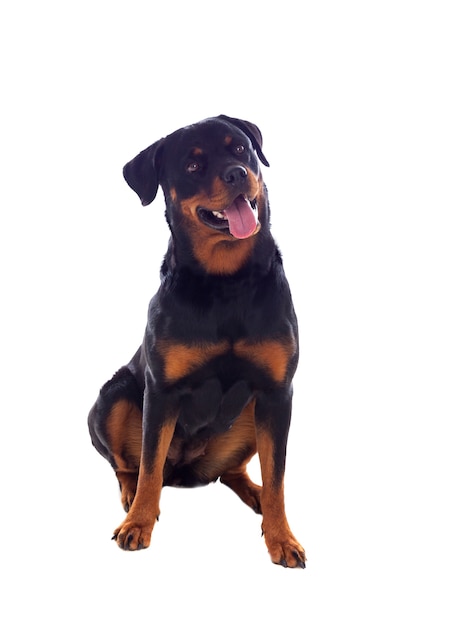 Foto cane adulto di rottweiler