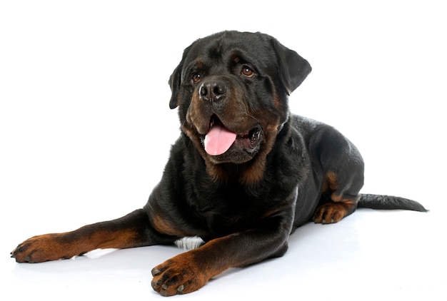 an adult rottweiler