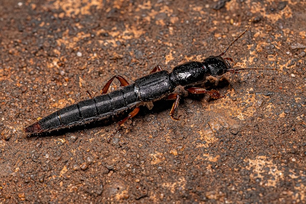 Adult Rove Beetle