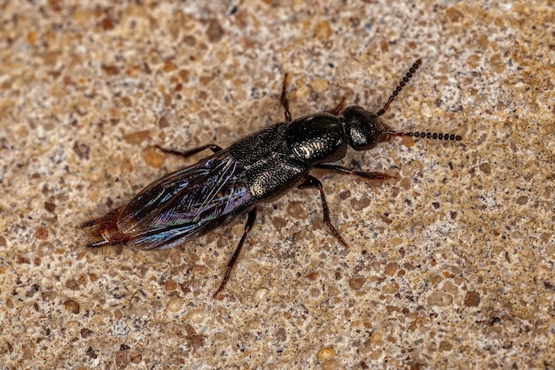 Adult Rove Beetle