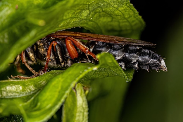 Photo adult sandloving wasp