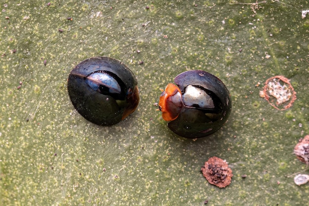 Adult Scalefeeding Lady Beetles