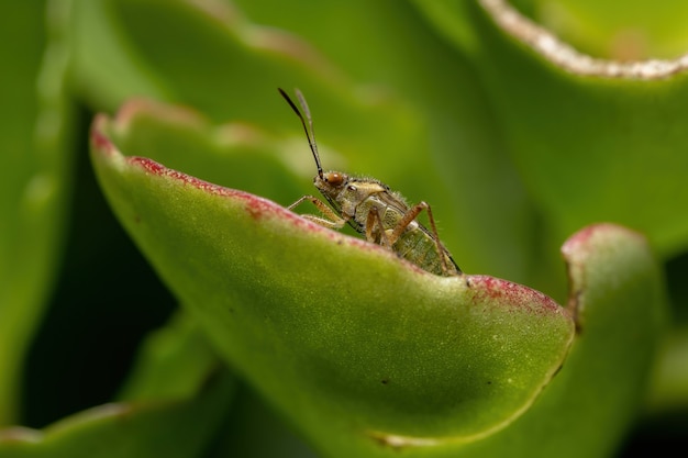 Rhopalidae 가족의 성인 냄새없는 식물 버그