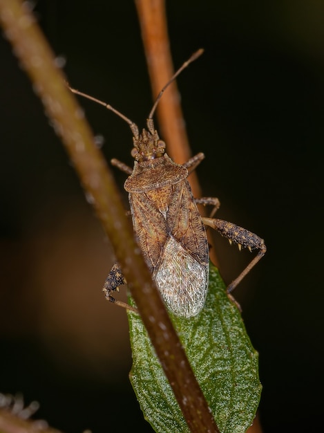 Adult Scentless Plant Bug of the Genus Harmostes