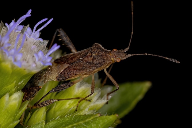 Adult Scentless Plant Bug of the Genus Harmostes