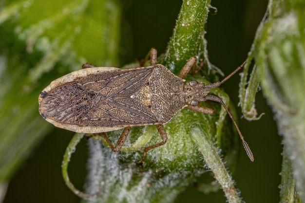 Adult Scentless Plant Bug of the Subfamily Rhopalinae
