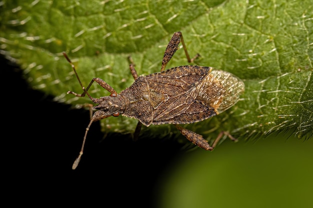 Adult Scentless Plant Bug