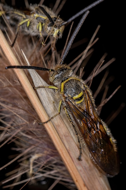 꽃 속의 Campsomerinae 아과의 성체 Scoliid Wasp