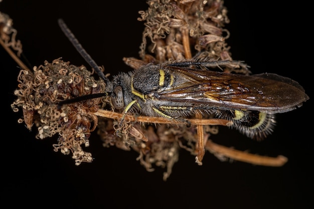 Photo adult scoliid wasp of the subfamily campsomerinae in a flower