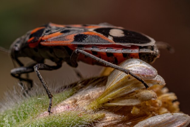 Adult Seed Bug of the species Lygaeus alboornatus