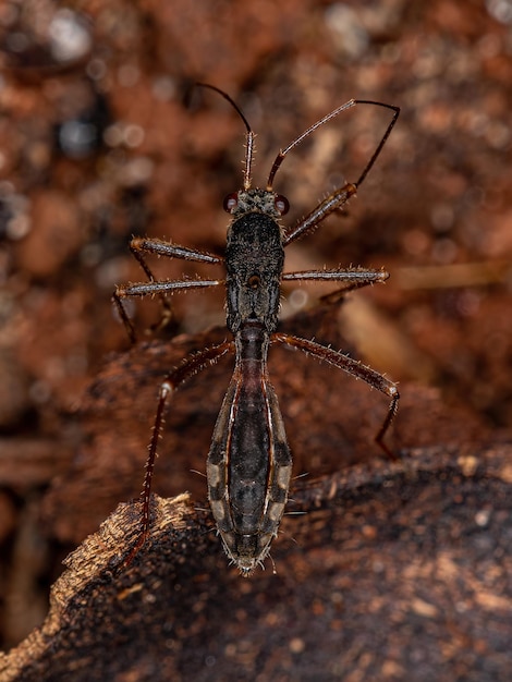 Adult seed bug