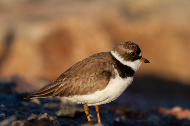 立っている間に横顔を示す大人のミズカキチドリCharadriussemipalmatus