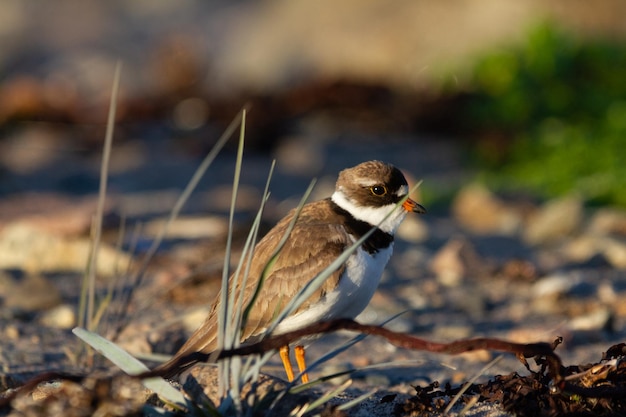 Adult Semipalmated Plover hiding behind some arctic grass