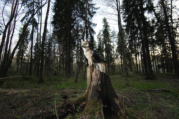 Adult shepherd dog posing on stump in forest