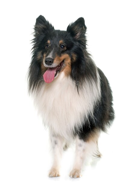 adult shetland sheepdog