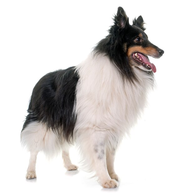 adult shetland sheepdog