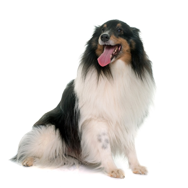 adult shetland sheepdog